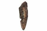 Edmontosaurus (Duck-Billed Dinosaur) Tooth - South Dakota #94092-1